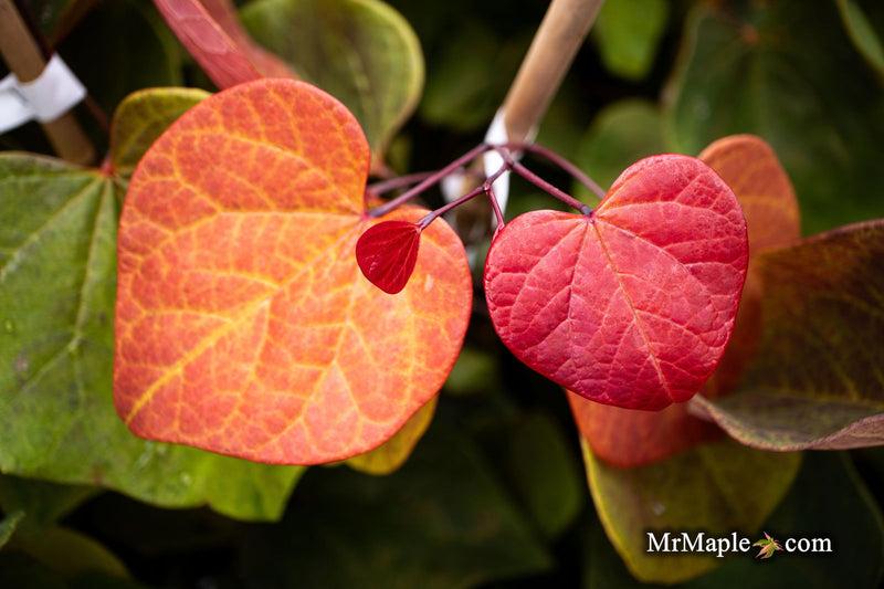 Cercis Canadensis 'hearts A'fire' Single Stem - View 27 from www redcrocus com