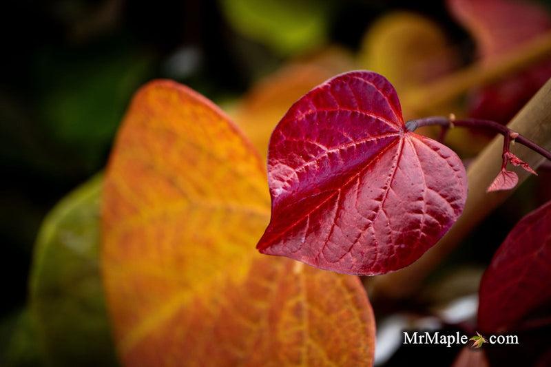Cercis Canadensis 'hearts A'fire' Single Stem - View 28 from www redcrocus com