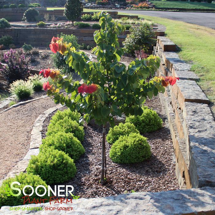 Cercis Canadensis 'hearts A'fire' Single Stem - View 29 from www redcrocus com