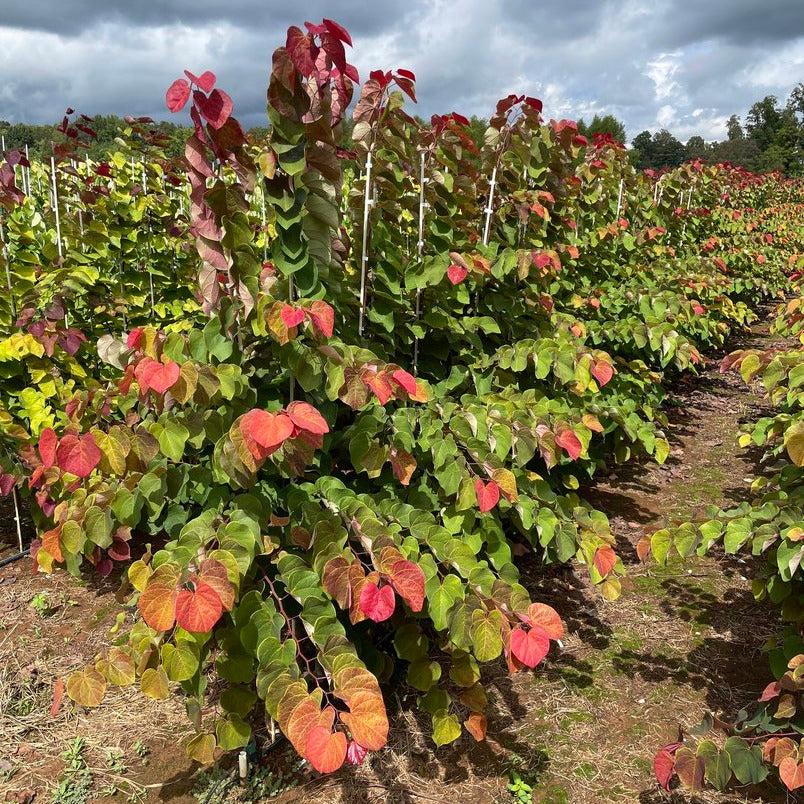 Cercis Canadensis 'hearts A'fire' Single Stem - View 32 from www redcrocus com