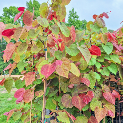 Cercis Canadensis 'hearts A'fire' Single Stem - View 36 from www redcrocus com