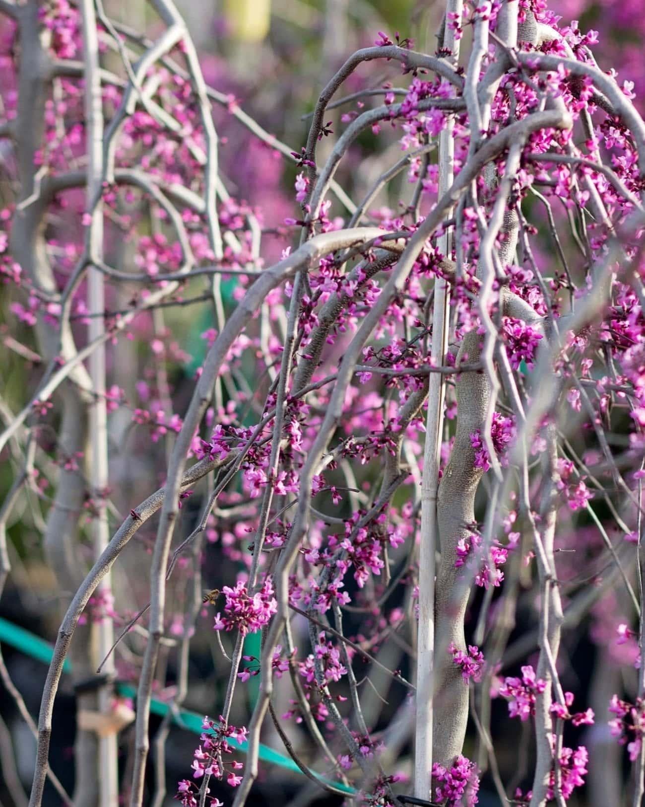 Cercis Canadensis 'hearts A'fire' Single Stem - View 37 from www redcrocus com