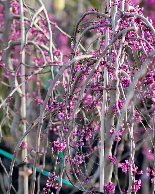 Cercis Canadensis 'hearts A'fire' Single Stem - View 37 from www redcrocus com