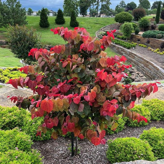 Cercis Canadensis 'hearts A'fire' Single Stem - View 3 from www redcrocus com