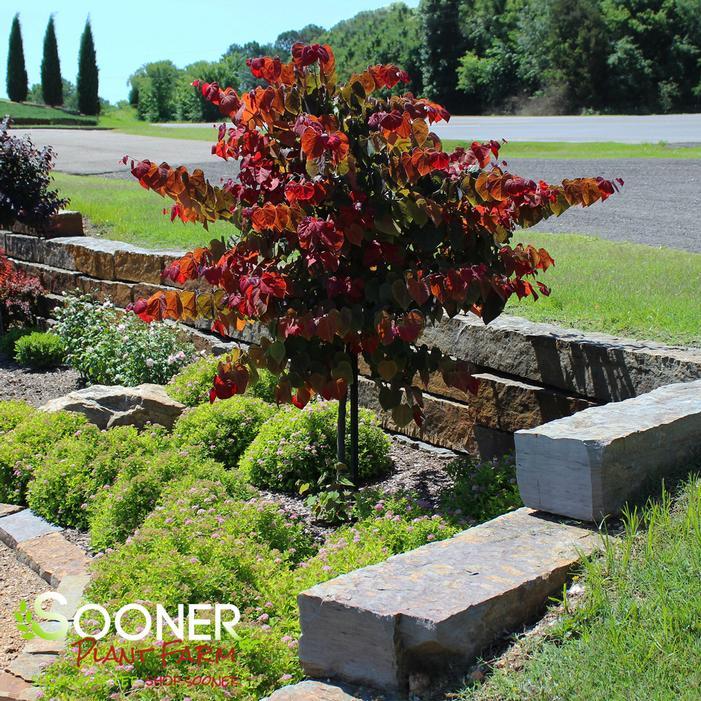 Cercis Canadensis 'hearts A'fire' Single Stem - View 6 from www redcrocus com