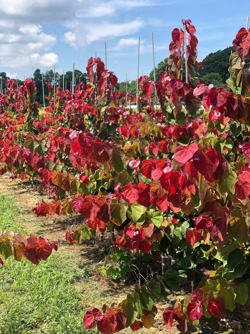 Cercis Canadensis 'hearts A'fire' Single Stem - View 9 from www redcrocus com