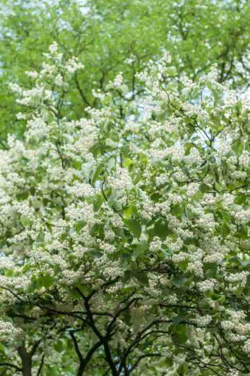 Halesia Carolina - View 10 from www redcrocus com