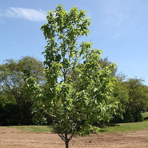 Halesia Carolina - View 11 from www redcrocus com