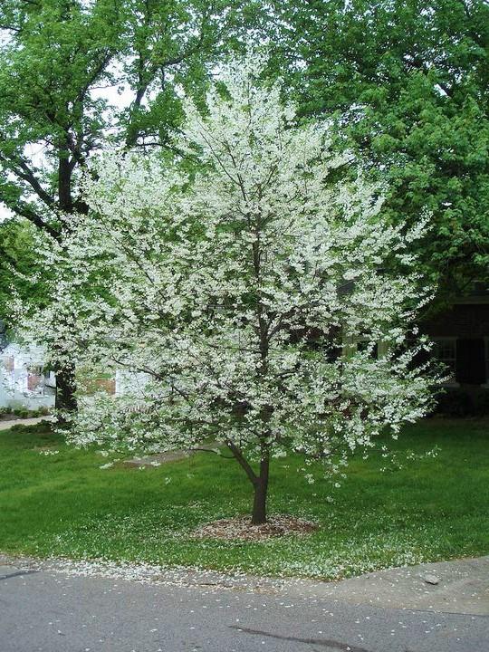 Halesia Carolina - View 13 from www redcrocus com