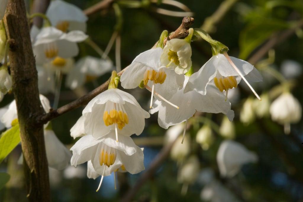 Halesia Carolina - View 14 from www redcrocus com