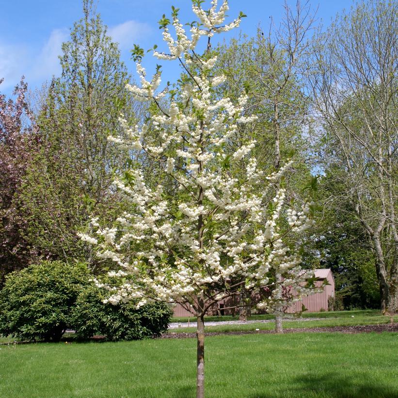 Halesia Carolina - View 15 from www redcrocus com