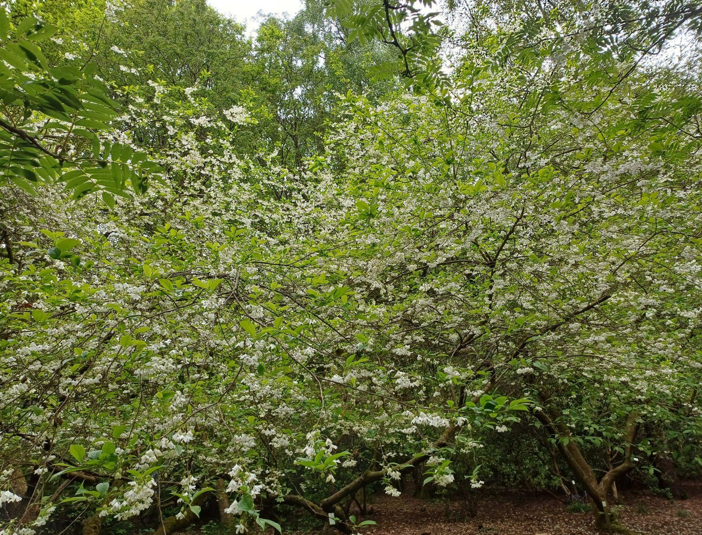 Halesia Carolina - View 16 from www redcrocus com