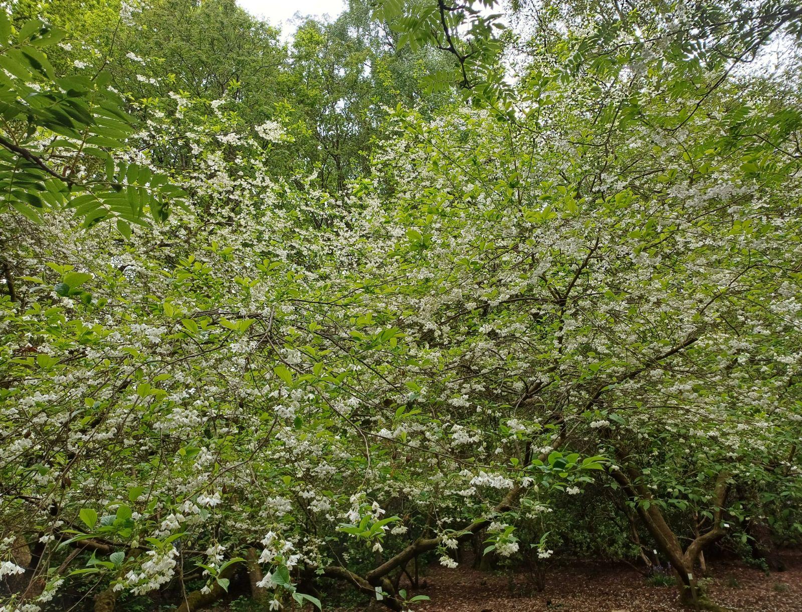 Halesia Carolina - View 16 from www redcrocus com