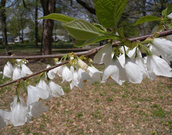 Halesia Carolina - View 17 from www redcrocus com