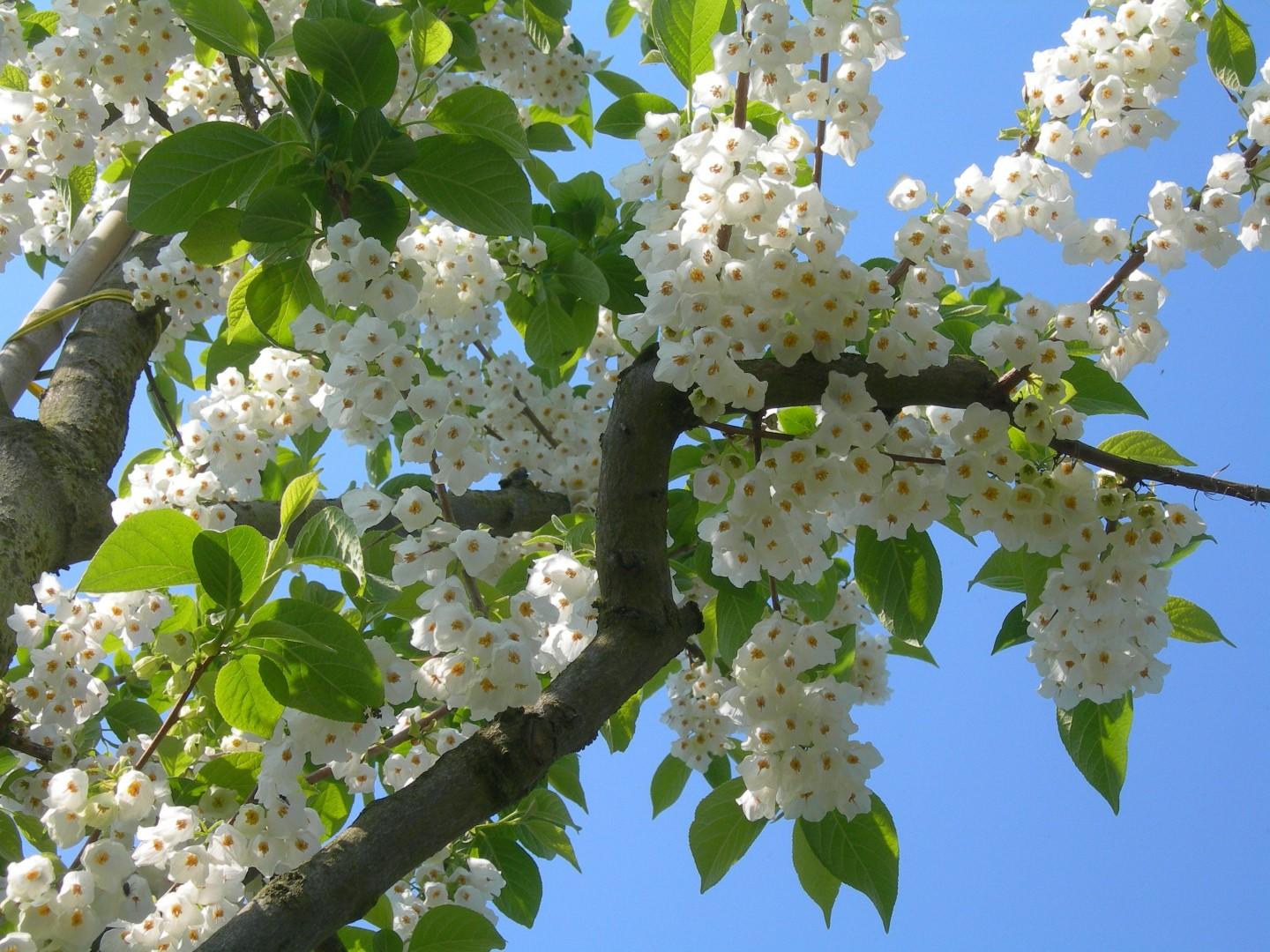 Halesia Carolina - View 1 from www redcrocus com