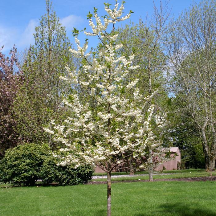 Halesia Carolina - View 20 from www redcrocus com