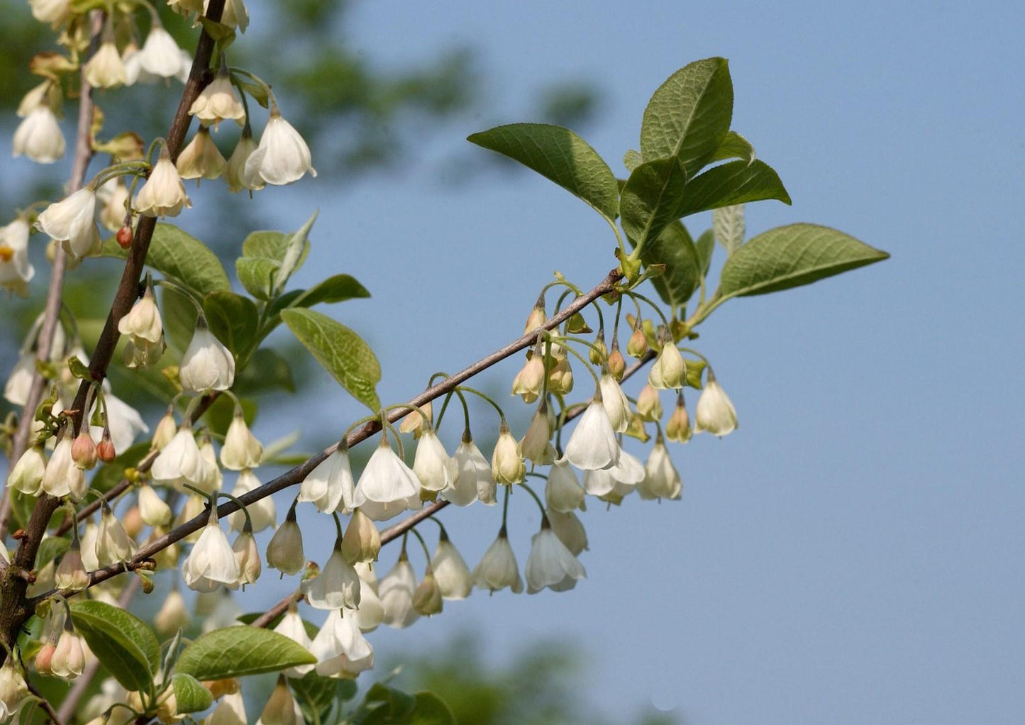 Halesia Carolina - View 21 from www redcrocus com