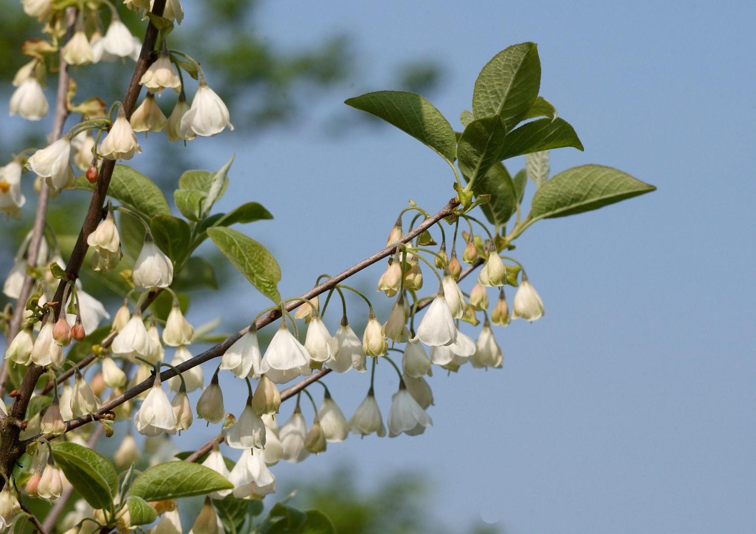 Halesia Carolina - View 21 from www redcrocus com