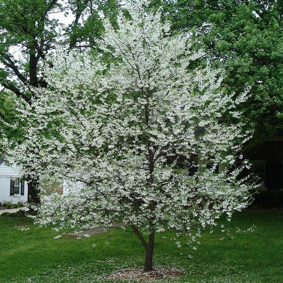 Halesia Carolina - View 22 from www redcrocus com