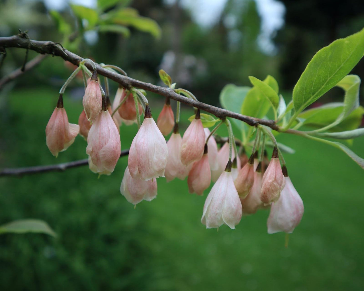 Halesia Carolina - View 24 from www redcrocus com