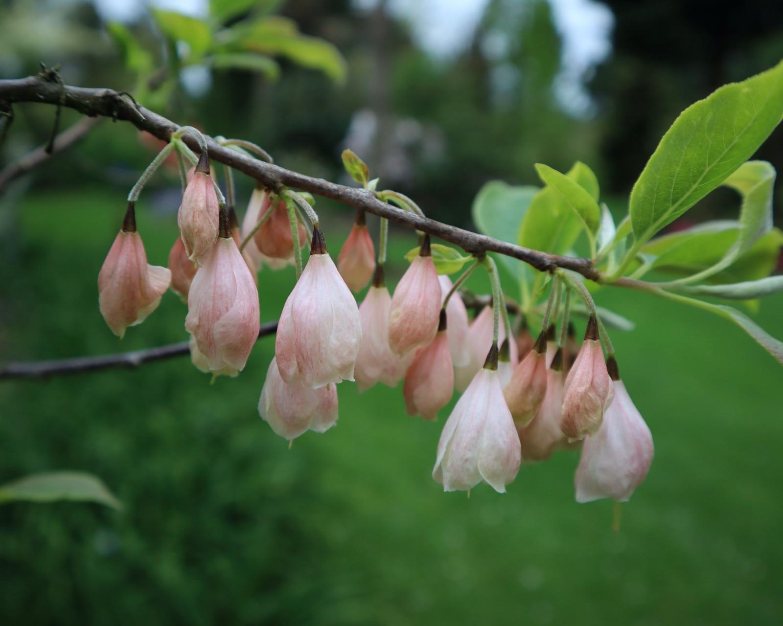 Halesia Carolina - View 24 from www redcrocus com