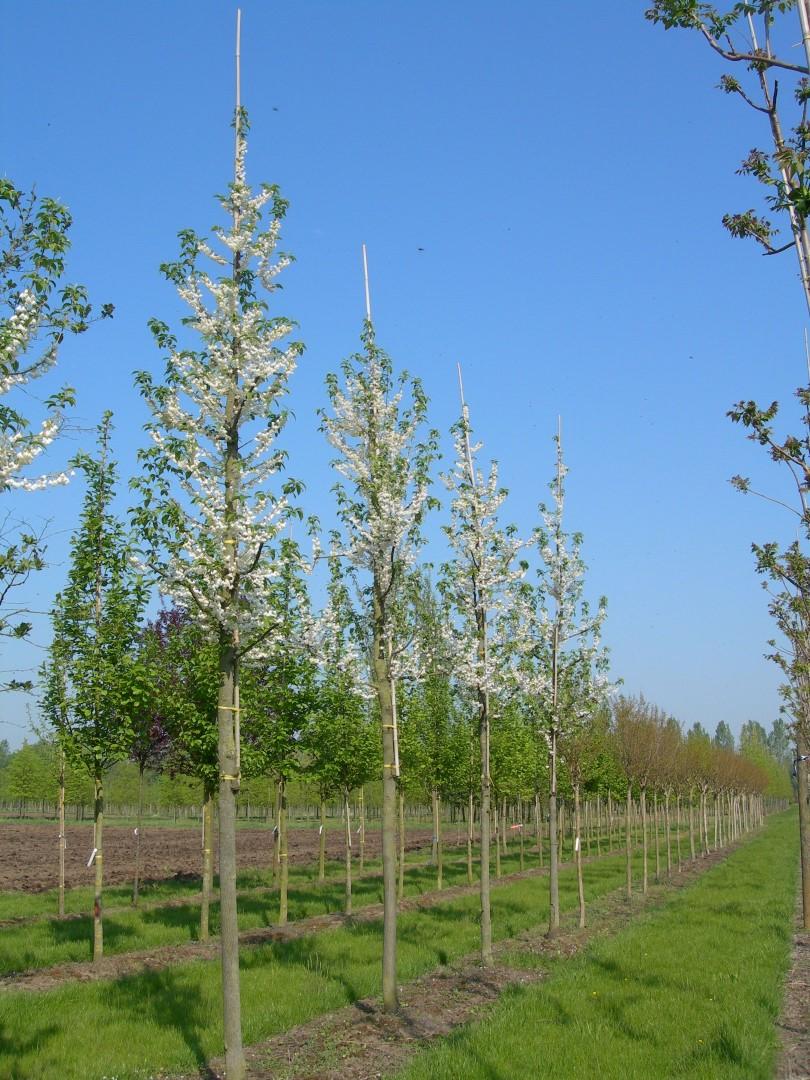 Halesia Carolina - View 25 from www redcrocus com