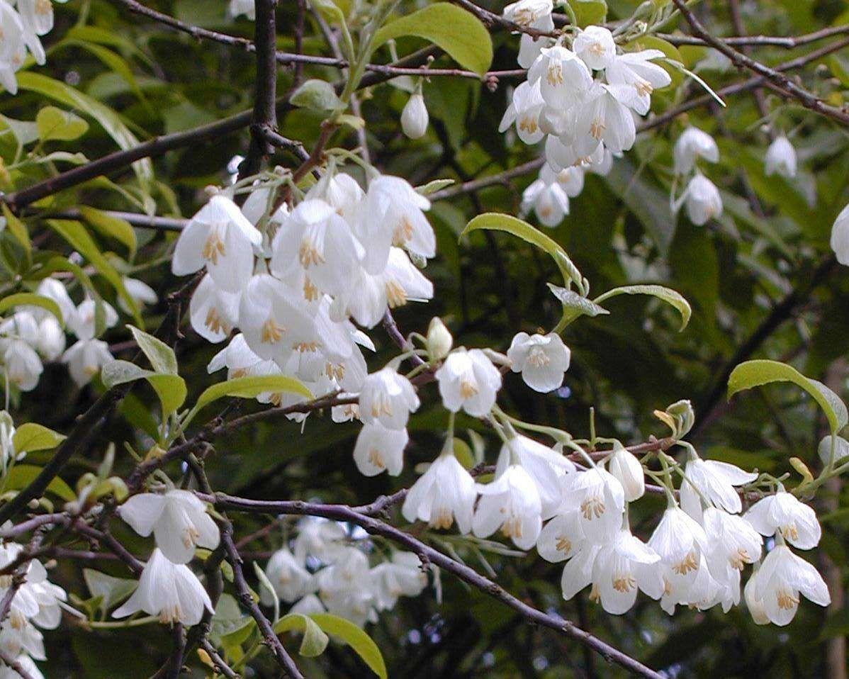 Halesia Carolina - View 27 from www redcrocus com