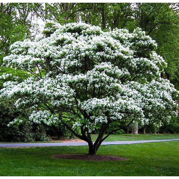 Halesia Carolina - View 29 from www redcrocus com