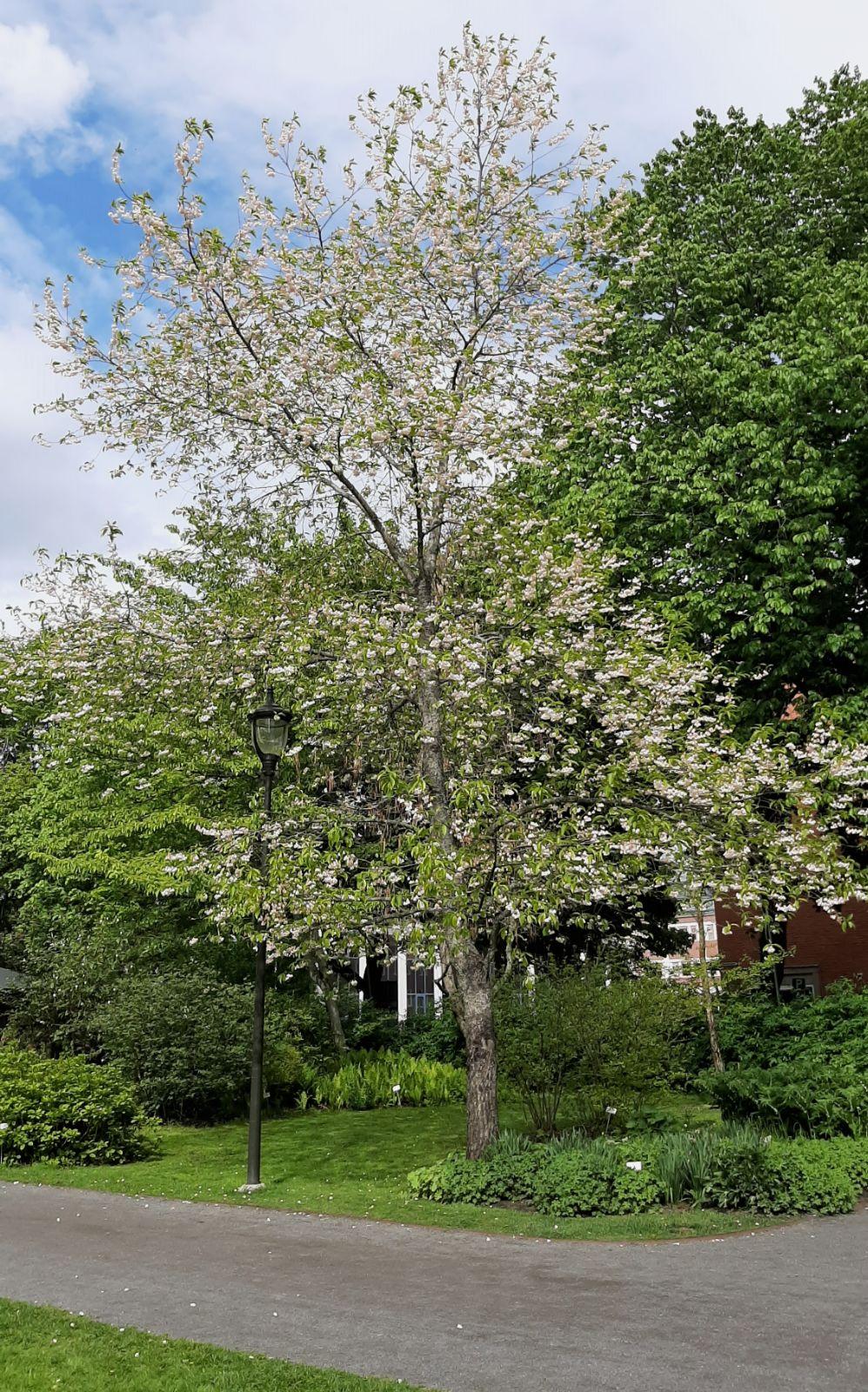 Halesia Carolina - View 2 from www redcrocus com