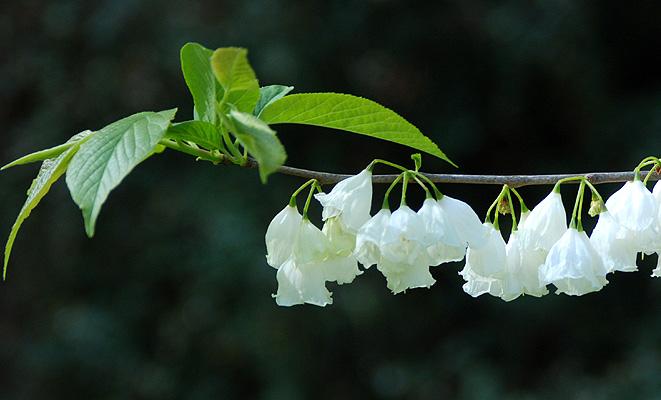 Halesia Carolina - View 30 from www redcrocus com