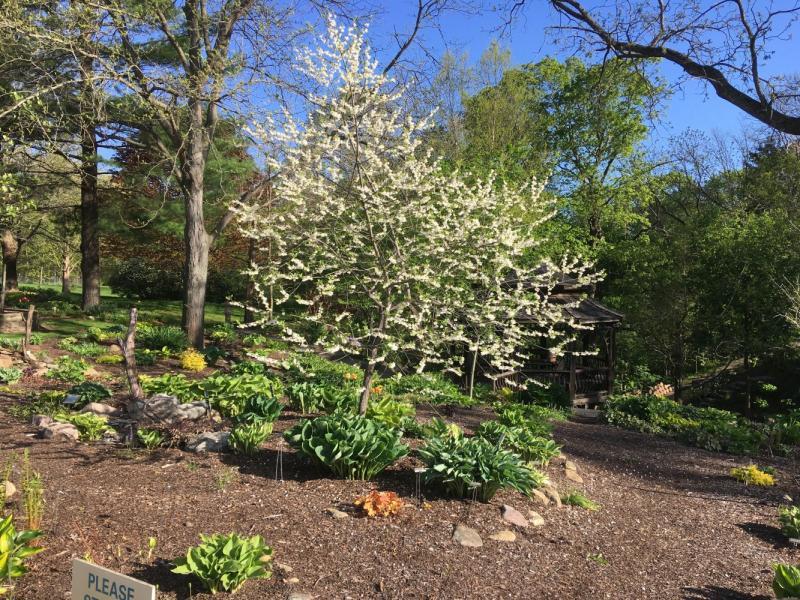 Halesia Carolina - View 33 from www redcrocus com