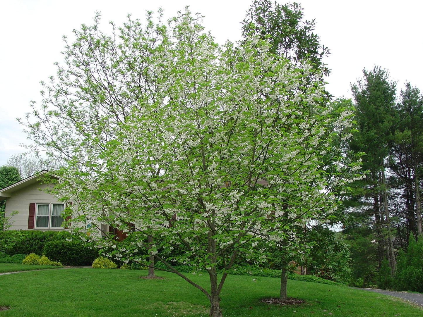 Halesia Carolina - View 34 from www redcrocus com