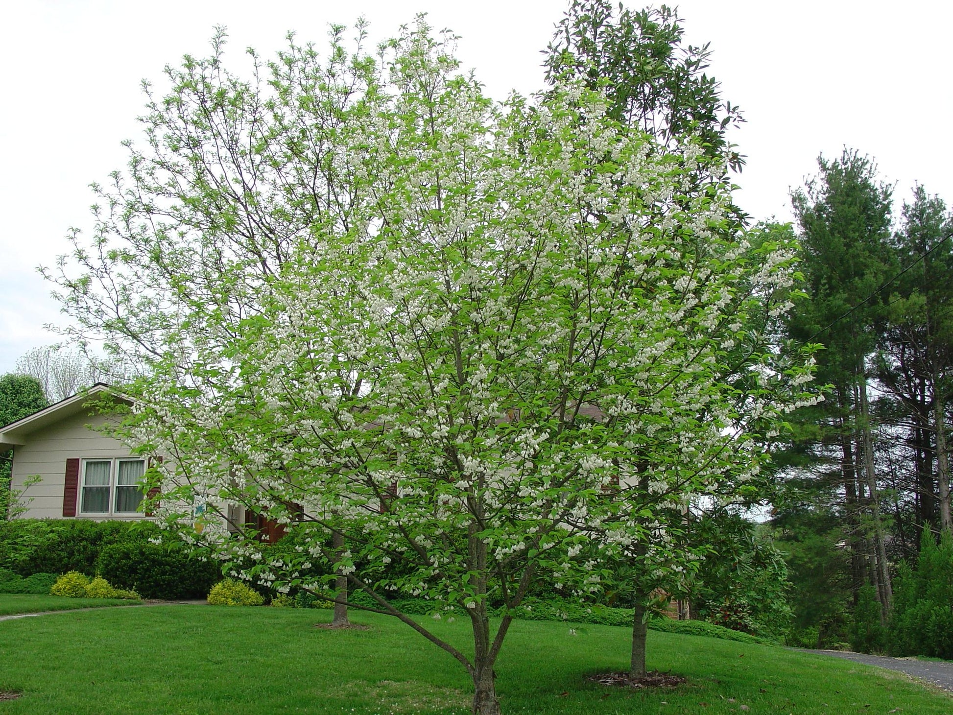 Halesia Carolina - View 34 from www redcrocus com