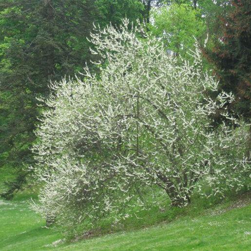Halesia Carolina - View 35 from www redcrocus com