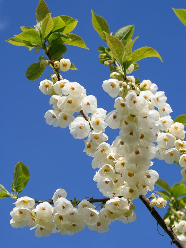 Halesia Carolina - View 4 from www redcrocus com