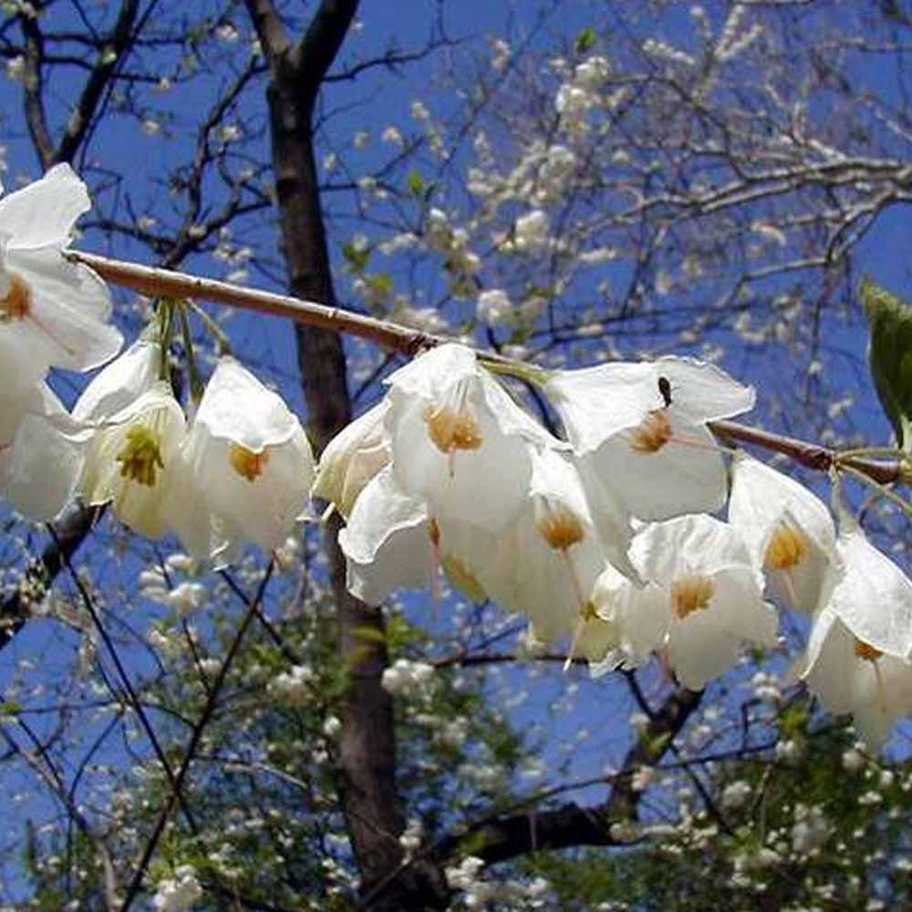 Halesia Carolina - View 5 from www redcrocus com