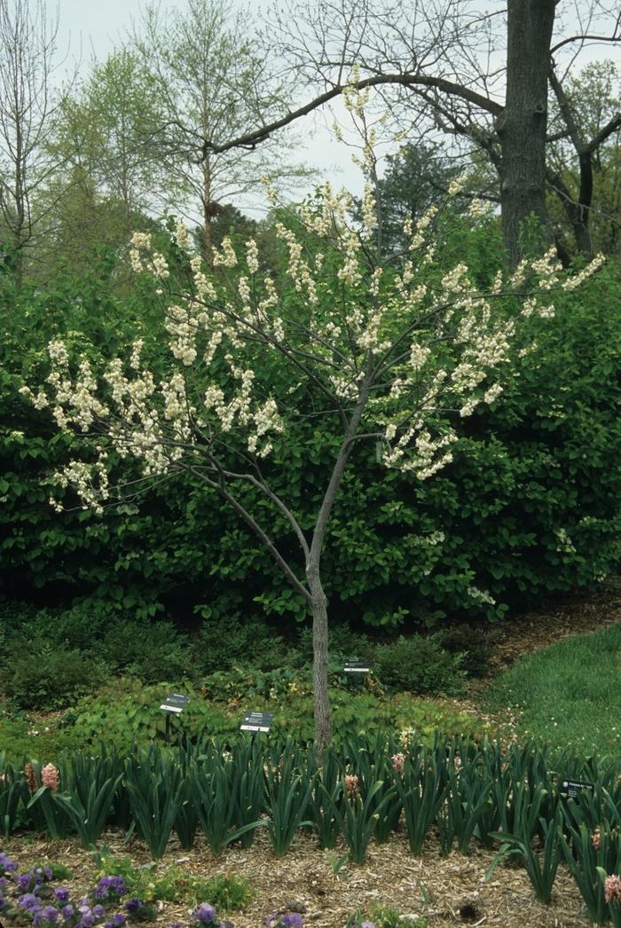 Halesia Carolina - View 6 from www redcrocus com