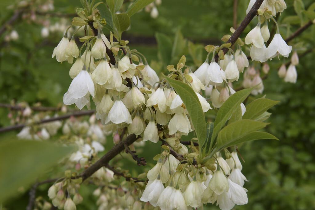 Halesia Carolina - View 7 from www redcrocus com