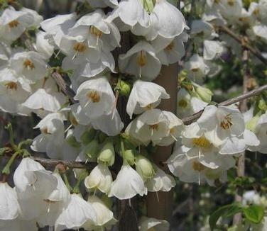 Halesia Carolina - View 8 from www redcrocus com