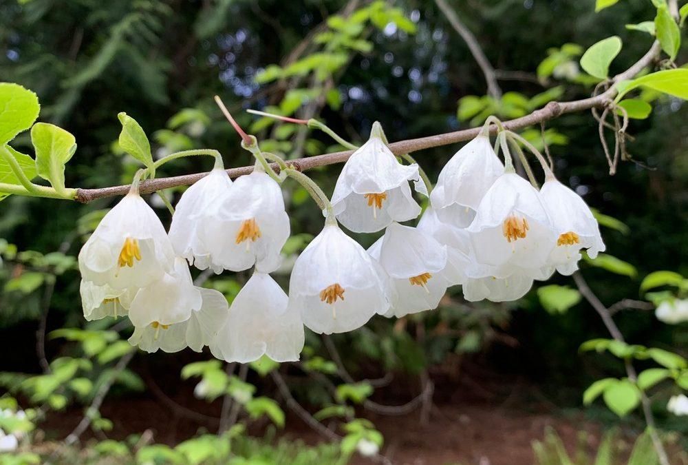 Halesia Carolina - View 9 from www redcrocus com