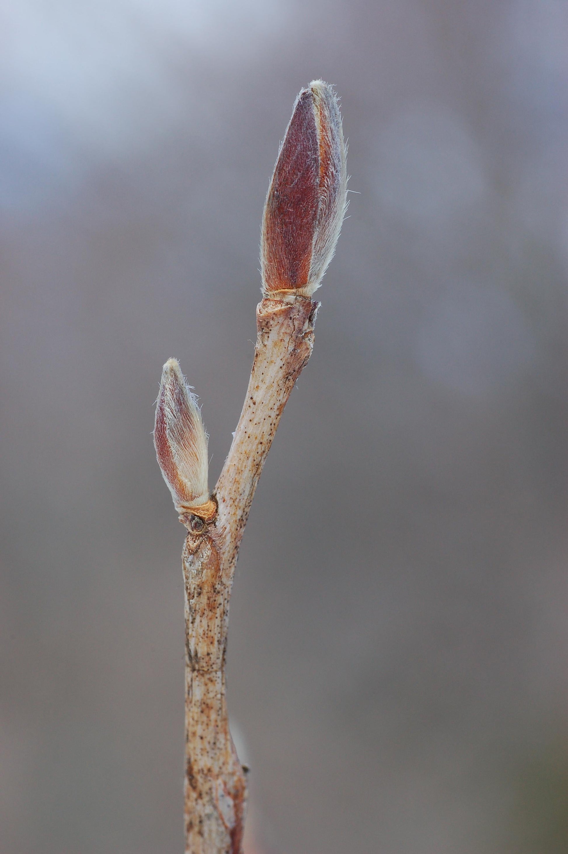 Stewartia Pseudocamellia Single Stem - View 35 from www redcrocus com