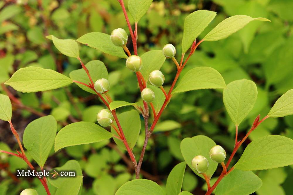 Stewartia Pseudocamellia Single Stem - View 36 from www redcrocus com