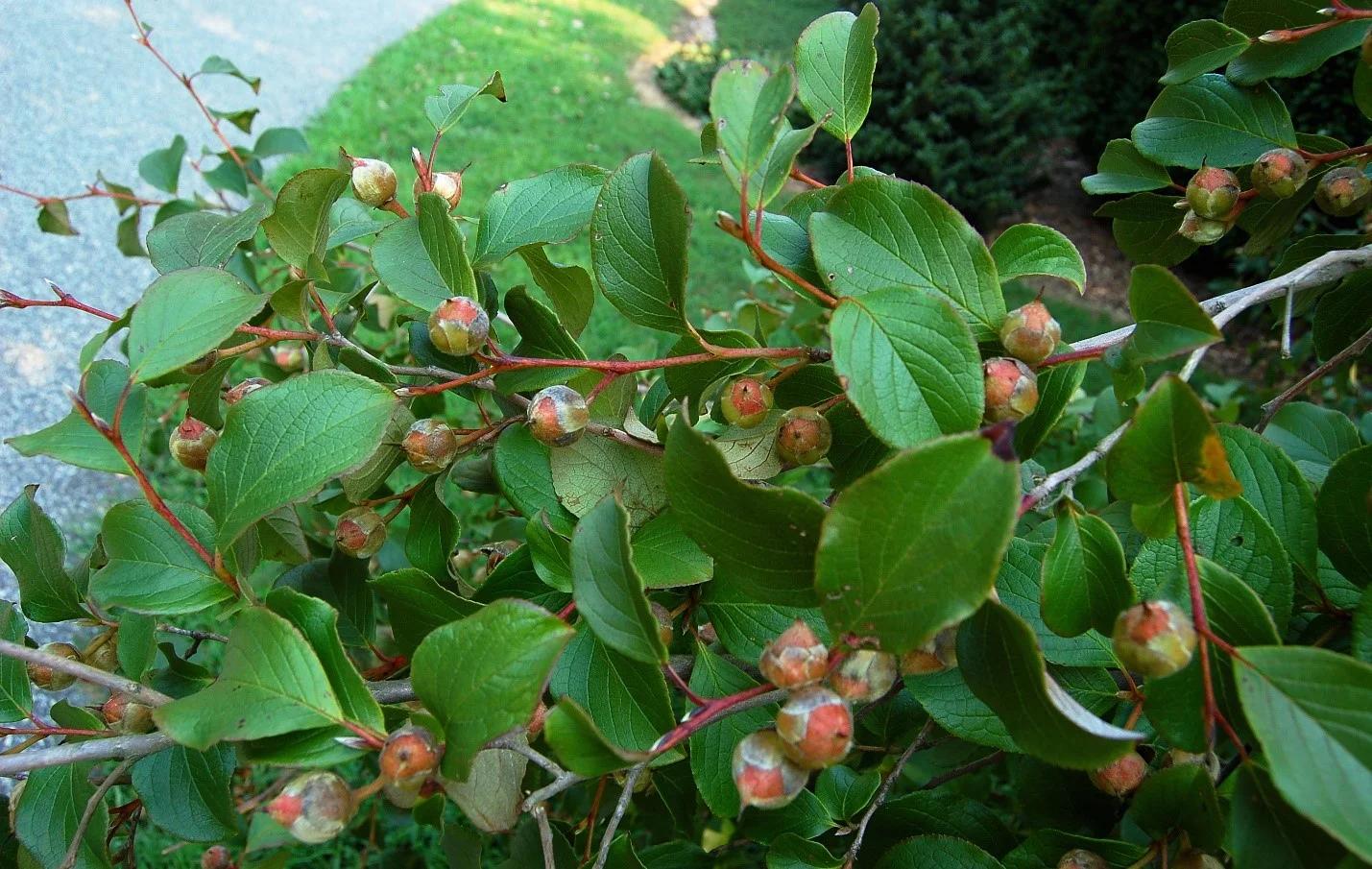 Stewartia Pseudocamellia - View 10 from www redcrocus com
