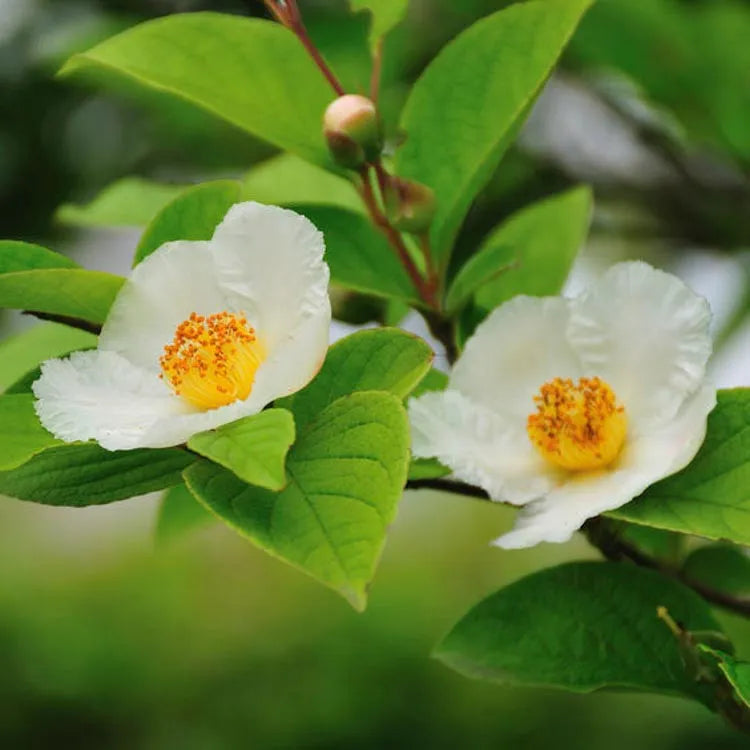 Stewartia Pseudocamellia - View 1 from www redcrocus com