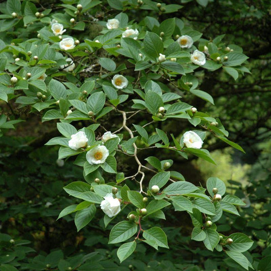 Stewartia Pseudocamellia - View 21 from www redcrocus com