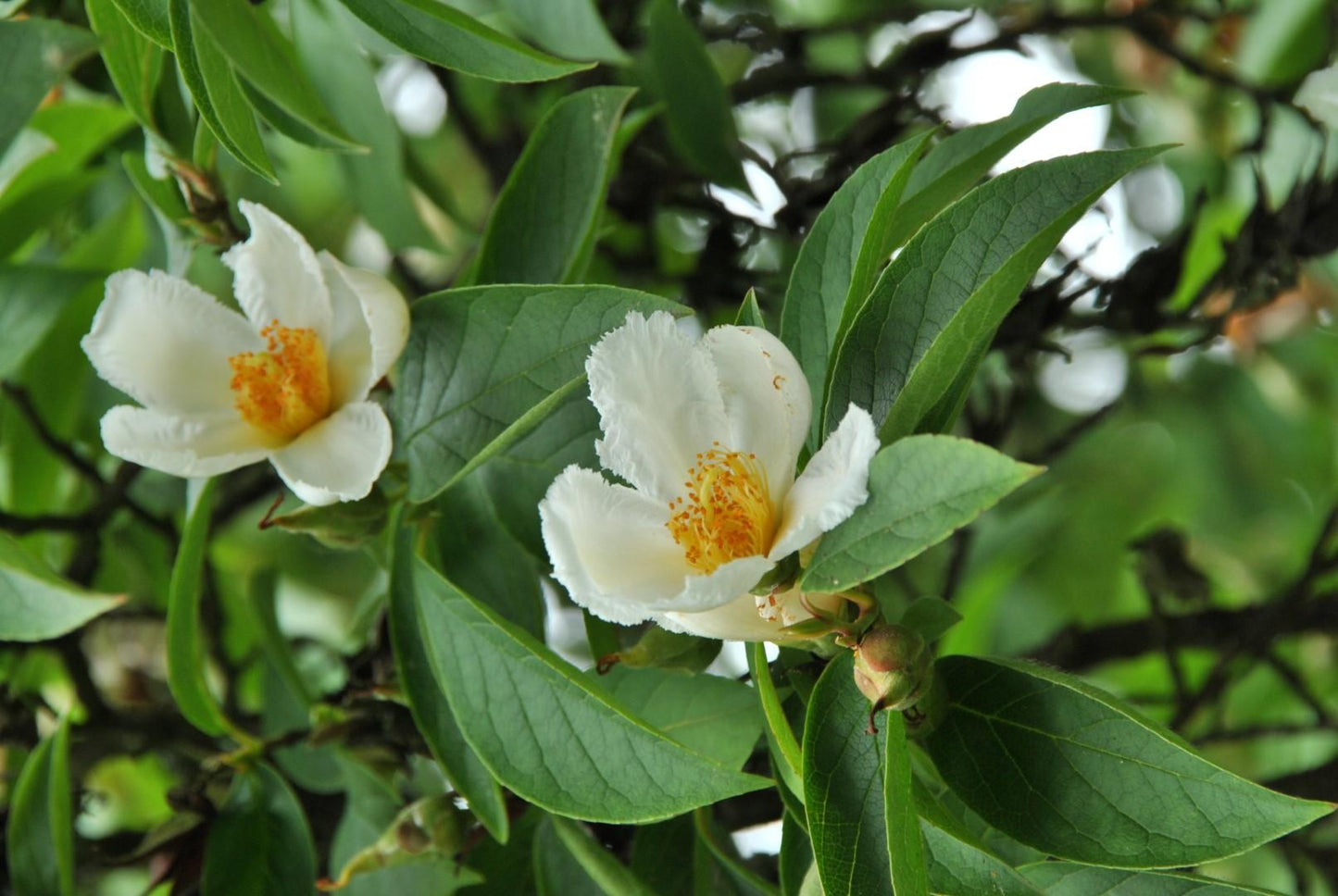 Stewartia Pseudocamellia - View 25 from www redcrocus com
