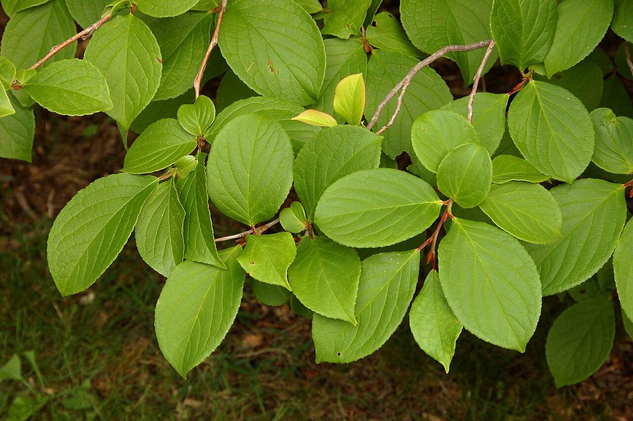 Stewartia Pseudocamellia - View 34 from www redcrocus com