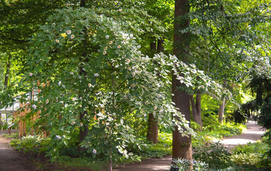 Stewartia Pseudocamellia - View 24 from www redcrocus com