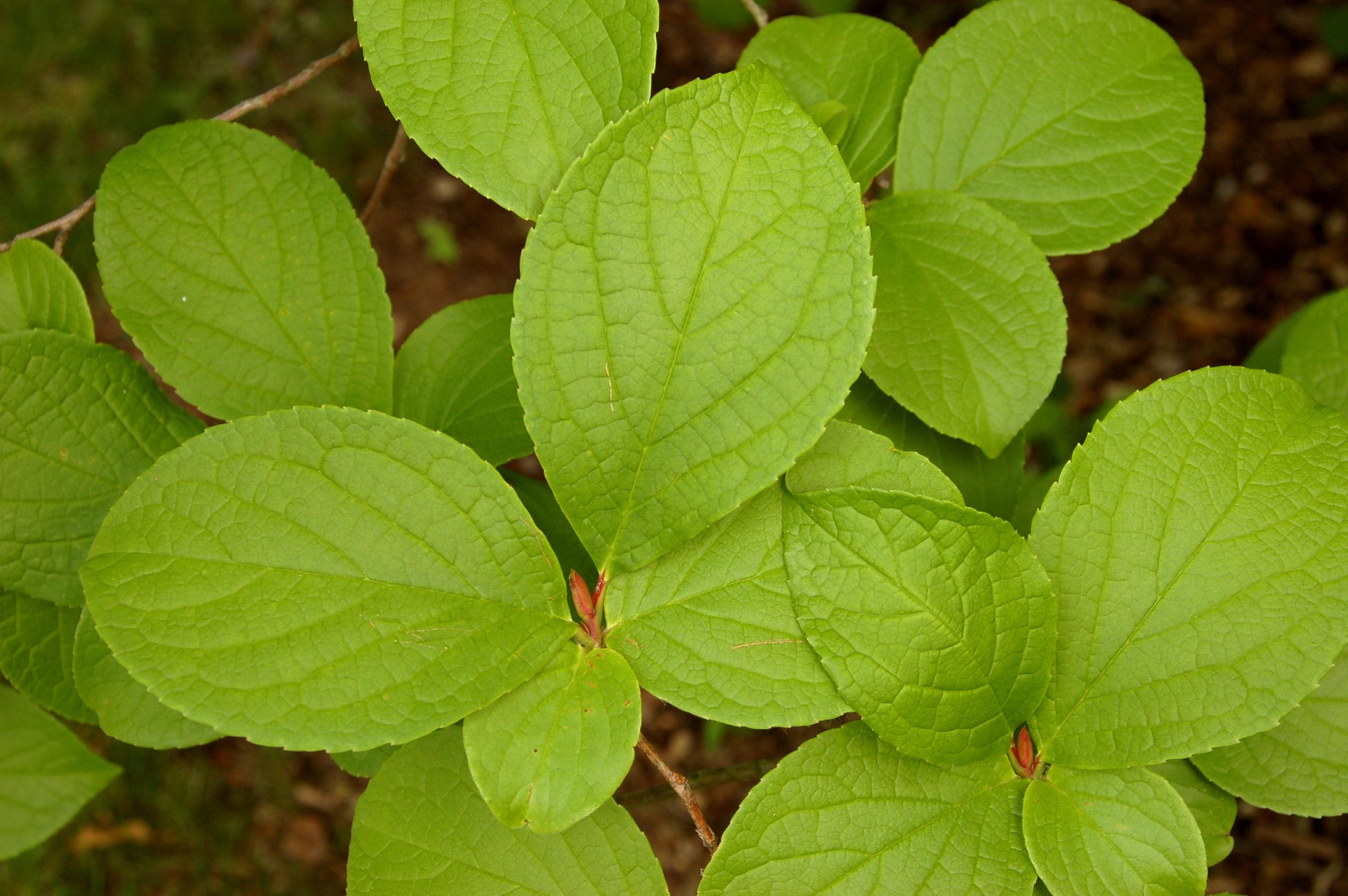 Stewartia Pseudocamellia - View 28 from www redcrocus com
