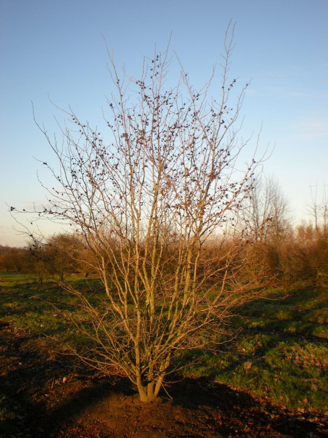 Stewartia Pseudocamellia - View 29 from www redcrocus com